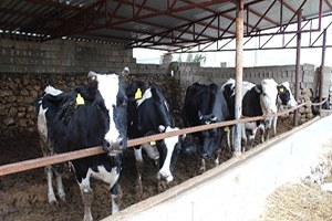 Adıyaman da Şap Hastalığında Yüzde 93 Oranında Aşılama Yapıldı