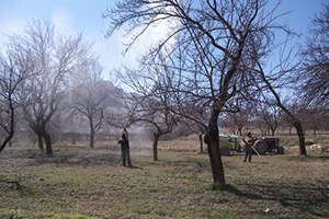 Kayısı Ağaçlarında İlaçlama Programı