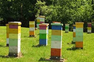 Kozan da Arıcılık Paneli Düzenlenecek