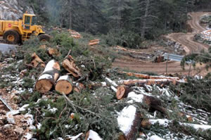 Sedir Ormanı Bir Yılda Yok Edildi
