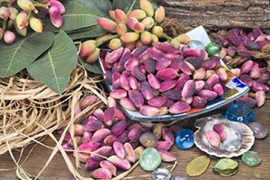 Siirt Fıstığı Yetiştiriciliği Bahçecilik Eğitimi