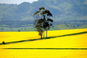 Osmaniye de Tarım Danışmanlığı İstişare Toplantısı Yapıldı