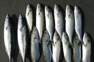 Türkiye Avrupa nın En Fazla Balık Satan Ülkesi