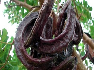 Her Derde Deva Keçiboynuzu