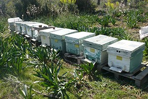 Büyükşehir den Arı Üreticilerine Büyük Destek
