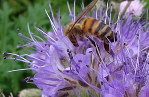 Biga da Arı Otu Törenle Dikildi