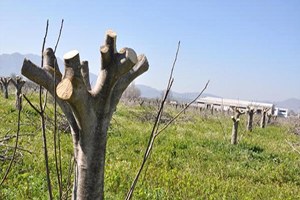 Germencik te İncir Ağacı Katliamı İddiası