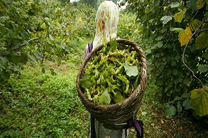 Karadenizli Çiftçi Kadınlar Fransa ya Gidecek