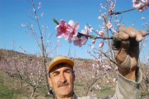 Lapseki İlçesinde Meyve Ağaçları Çiçek Açtı