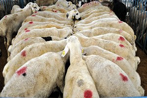 Muğla da Küçükbaş Hayvan Hırsızlığı