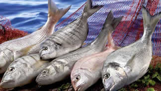 Su Ürünleri ve Hayvansal Mamuller İhracatı Hava Yoluyla Olacak