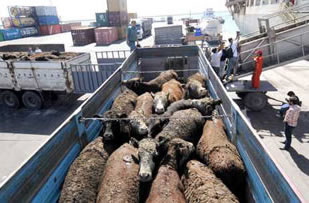 Türkiye ye Hayvan İhracatı Durdurulsun