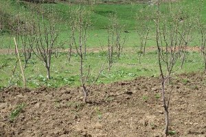 Güroymak ta Alternatif Tarım Ürünleri Toplantısı Yapıldı