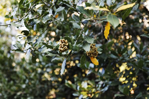 Dalaman Ve Köyceğiz e Defne Bahçeleri Kuruldu