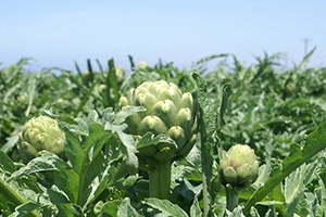 Silifke de Enginar da Üretilmeye Başlandı