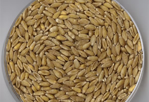 Tritordeum Tahılı Türkiye de
