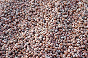 Giresun Espiye Ziraat Odası Başkanı Uçar Trifonidis in Fındık Manifestosu na Kulak Verin