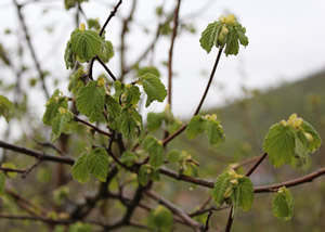 Fındığı Sigortalatmak İçin Son Gün 5 Mart