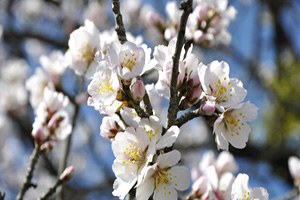 Amasya da Badem Ağaçları Çiçek Açtı