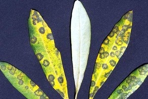 Zeytinde Halkalı Leke Uyarısı