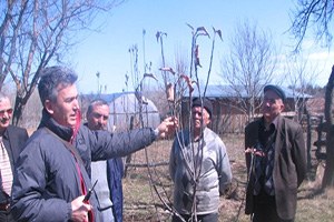 Sinop ta Çiftçilere Budama Eğitimi Verildi