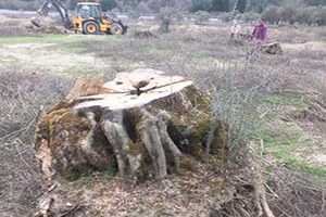 Otoyol İçin Ağaç Katliamı 700 Bin Ağaç Kesildi