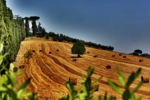Tarıma Dayalı Yatırımlara Hibe Desteği