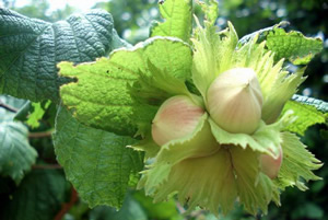 Fındıkta Fiyat Şoku