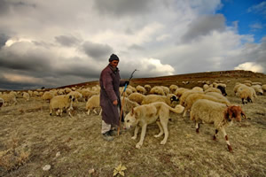 Anadolu da İthal Çoban Krizi