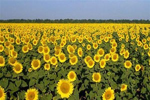 Ayçiçeğinin Geleceği Edirne de Konuşulacak