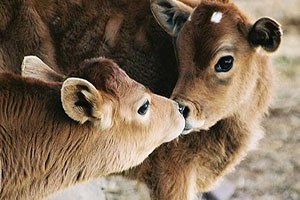 Buzağı Gözünü Açmadan Besicinin Haberi Olacak
