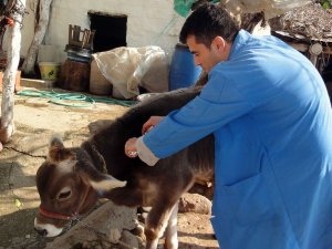 Üreticiler Şap Hastalığına Karşı Uyarıldı