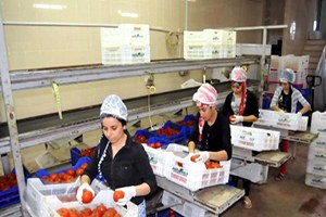 Domateste 32 8 Milyon Dolarlık Kayıp