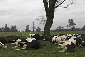 Hayvancılıkta Çöküş Raporu