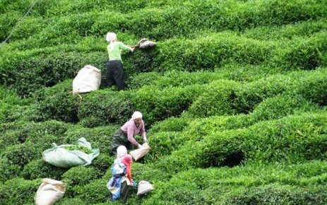 Çay Bahçelerinin Ocağına İncir Ağacı Dikilecek