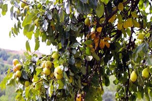 Posof Armudu Doğal Antibiyotik