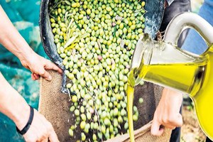 35 lik Zeytinyağı Hile Korkusu Saldı