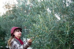 Aydın da İyi Tarım Uygulamaları Sürüyor