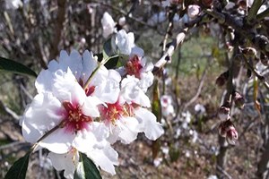 Datça da Erken Bahar