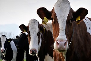 Malatya da Yüzde 78 Oranında Şap Aşılaması Yapıldı