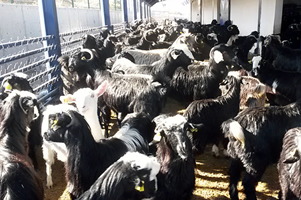 Yerli Irka Yerli Üretim