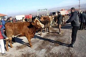 Besici Hayvan Pazarının Açılmasına Sevindi