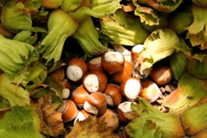 Fındık Üreticilerine Tarım Sigortası Uyarısı