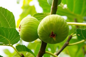 Aydın ın İncirdeki Liderliği Tescillendi