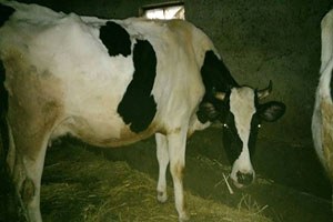 Kırklareli nde Sığır Sayısı 146 Bin 924