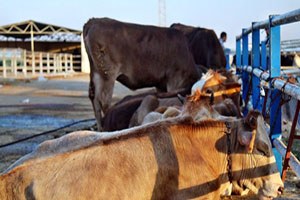 Kırşehir de Şap Hastalığı Karantinası Sona Erdi