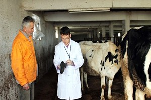 Kocaeli de Hayvancılık Sektörü Yüzde 60 Büyüdü