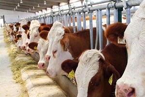 Tüik Hayvansal Üretim İstatistiklerini Açıkladı