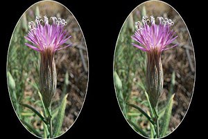 100 Yıldır Kayıp Olan Bitkinin İzine Harran Üniversitesi Ulaştı