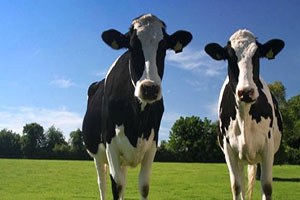 Büyükbaş Azaldı Küçükbaş Arttı